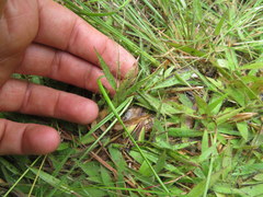 Dichanthelium strigosum strigosum
