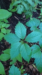 Parthenocissus inserta