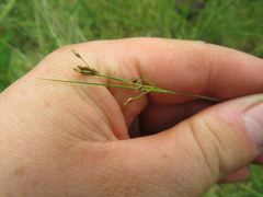 Rhynchospora rariflora