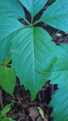 Parthenocissus inserta