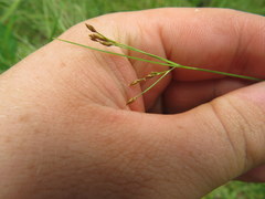 Rhynchospora rariflora