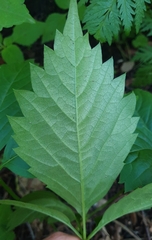 Parthenocissus inserta