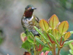 Metallura odomae