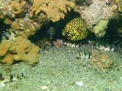 Centropogon australis