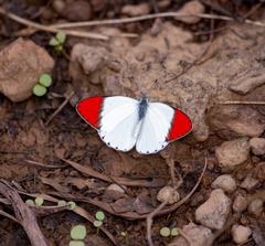 Colotis danae eupompe