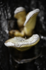 Laetiporus sulphureus