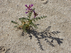 Astragalus crotalariae