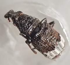 Eurymycter tricarinatus