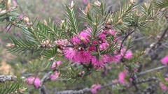 Melaleuca wilsonii