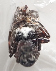 Eurymycter tricarinatus