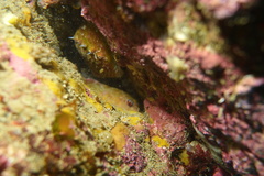 Diplocrepis puniceus