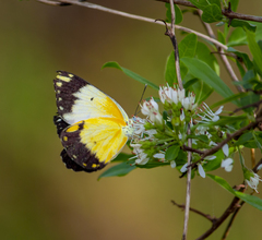 Belenois creona creona