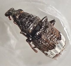 Eurymycter tricarinatus