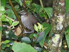 Asthenes griseomurina