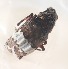 Eurymycter tricarinatus