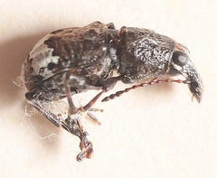 Eurymycter tricarinatus
