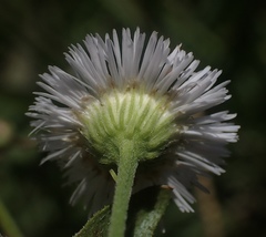Erigeron philadelphicus philadelphicus