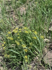 Cymopterus hallii