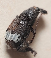 Eurymycter tricarinatus