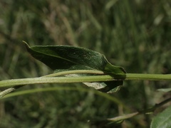 Erigeron philadelphicus philadelphicus