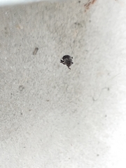 Eurymycter tricarinatus