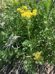 Cymopterus hallii