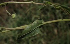 Erigeron philadelphicus philadelphicus