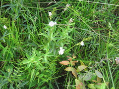 Tephrosia spicata