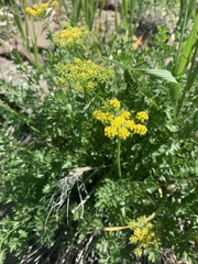 Cymopterus hallii