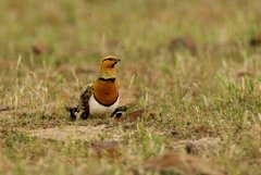 Pin-Tailed Sandgrouse photo 4