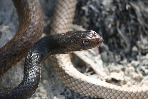 Common Coachwhip, Georgia, US, photo 7 of 10