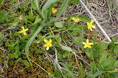 Ranunculus gormanii