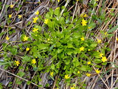 Ranunculus gormanii