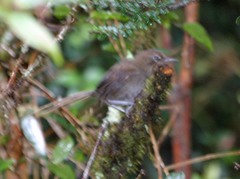 Asthenes griseomurina