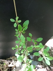 Coprosma virescens