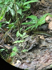 Dendrophidion clarkii