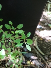 Coprosma virescens