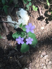 Ruellia occidentalis