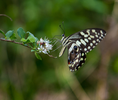 Papilio demodocus