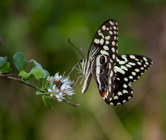 Papilio demodocus