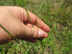 Rhynchospora microcephala