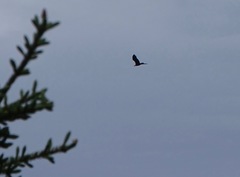 Haliaeetus leucocephalus