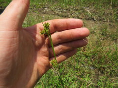Rhynchospora microcephala