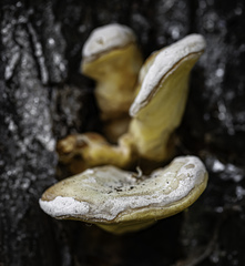 Laetiporus sulphureus