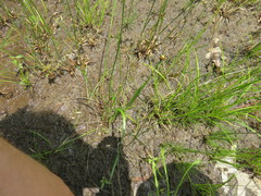 Xyris difformis