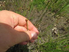 Xyris difformis
