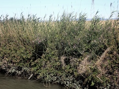 Lathyrus jepsonii jepsonii