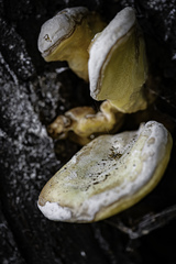 Laetiporus sulphureus