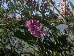 Lathyrus jepsonii jepsonii