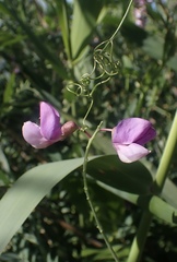 Lathyrus jepsonii jepsonii
